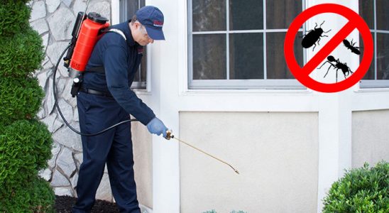 Pazarlar Bit İlaçlama böcek ilaçlama ve haşere kontrolü — ilaclama-tr.com